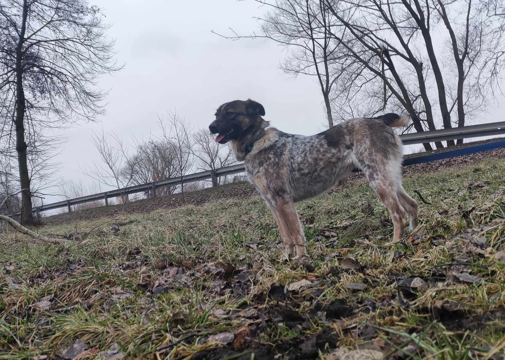 Roksi umaszczenie podobne do Australian Cattle Dog