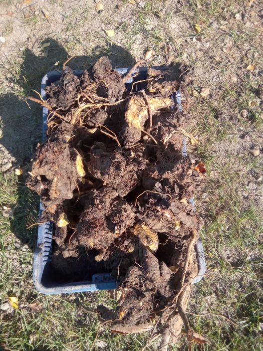 Sprzedam Karpy rabarbaru