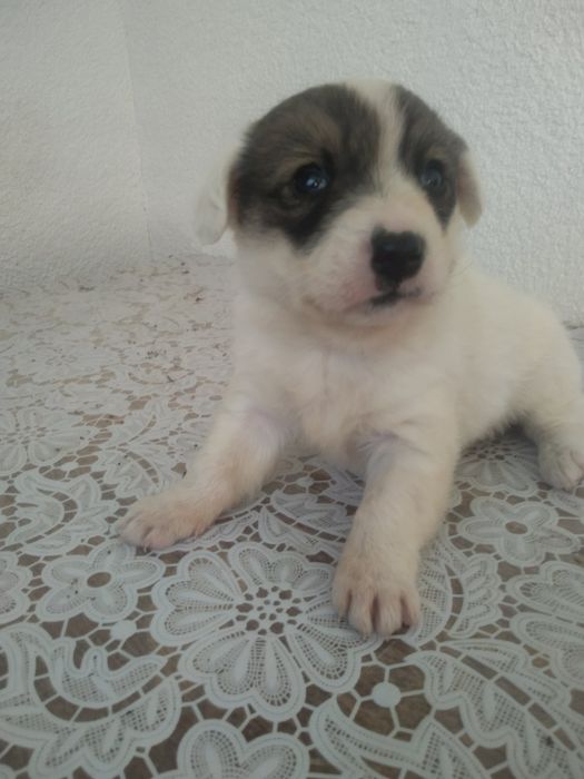 Хлопчик безкоштовно