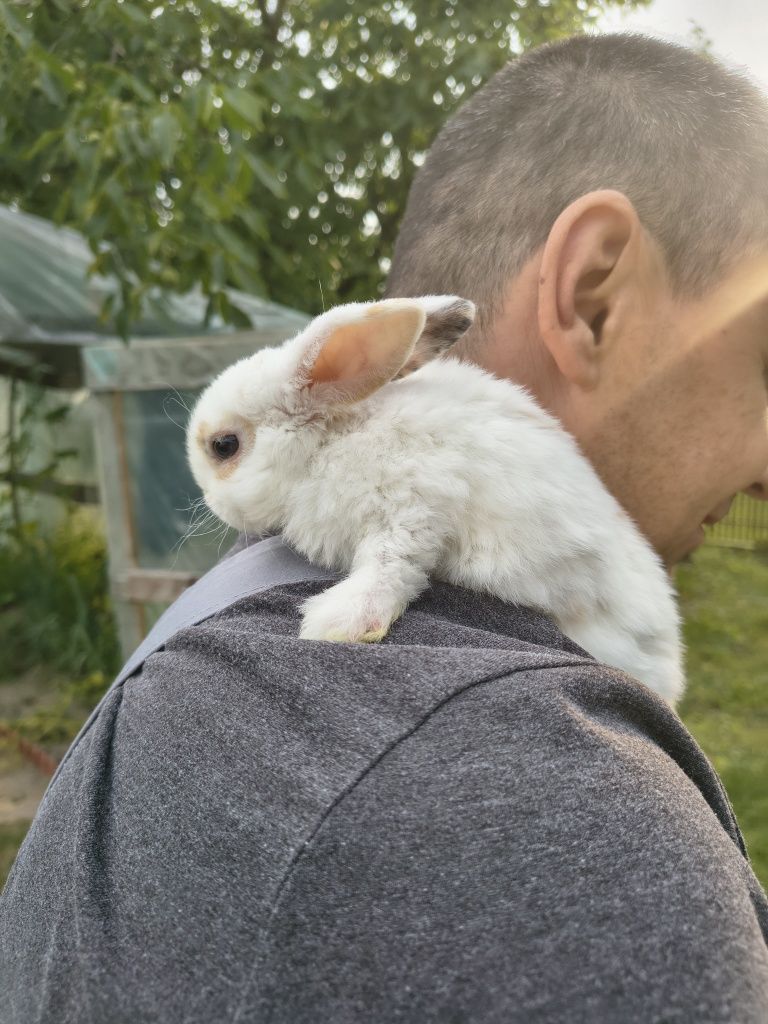 Królik miniaturka