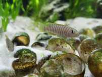 Neolamprologus similis