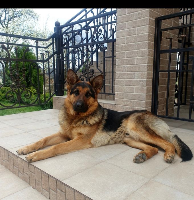 Вязка Німецька вівчарка