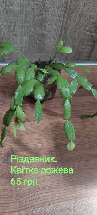 Різдвяник калла, дріміопсис, молочай, сансевієрія, фікус, хатіора, как