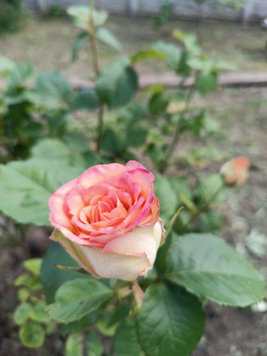 Продам кусты  роз .