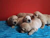 Golden Retriever ZkwP