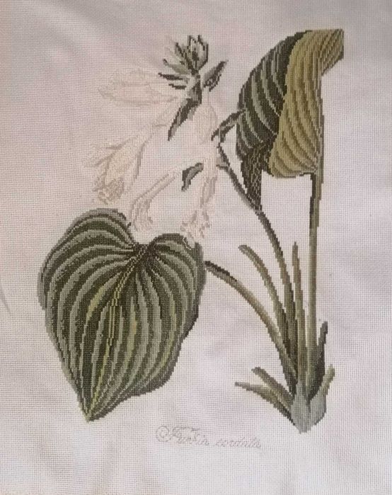 Вишивка "Хоста розквітла"