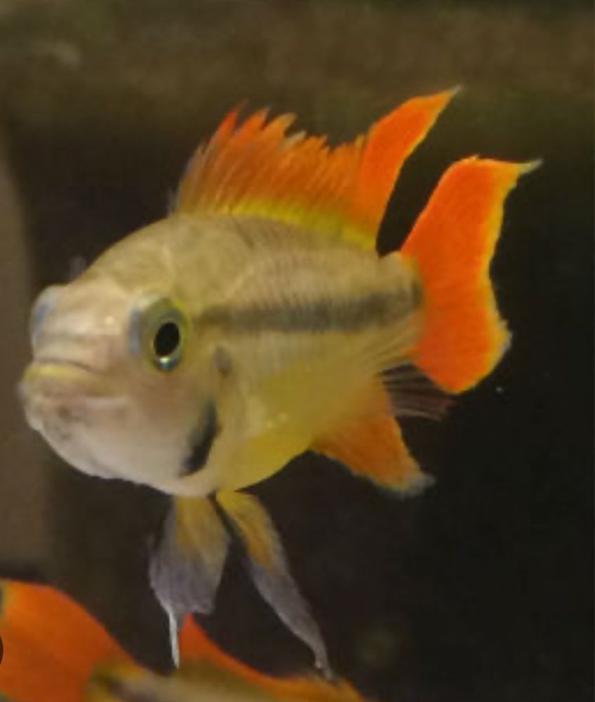 Apistogramma orange