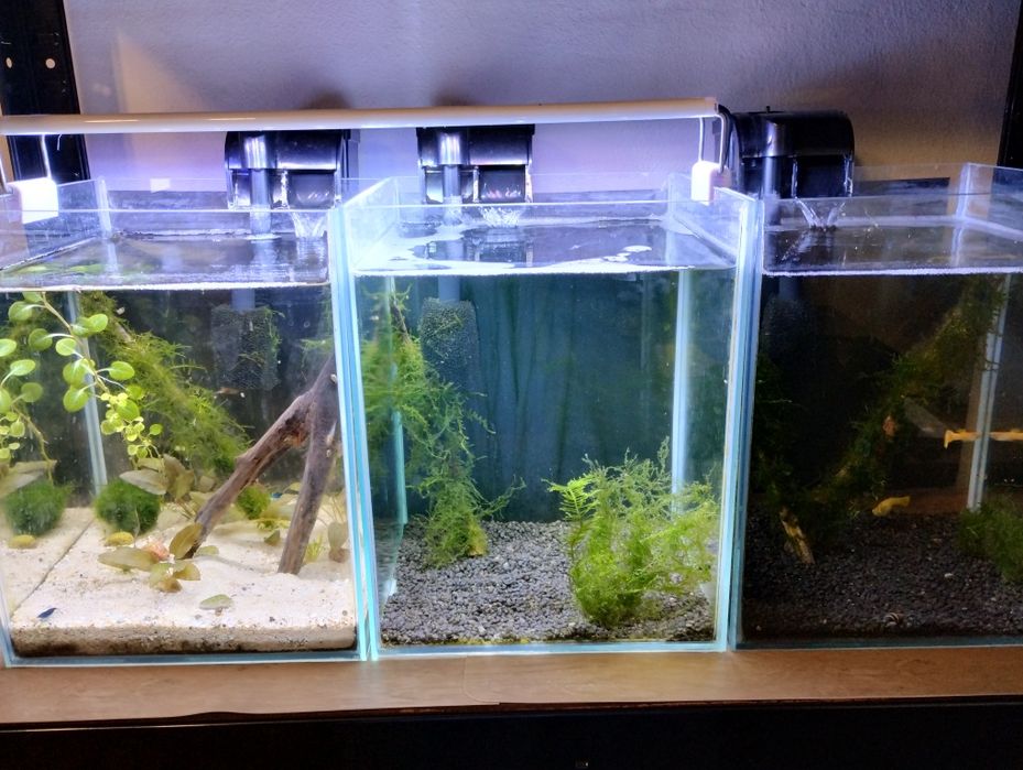 Aktualizacja. Akwarium krewtkarium, pakiet 3szt.