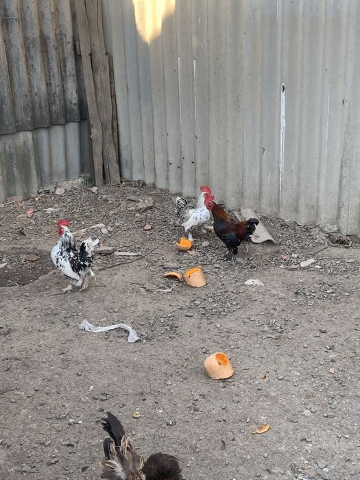 Півні ліліпута продам