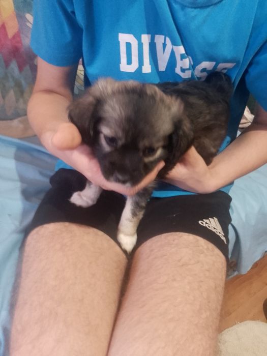 Oddam za darmo pieski