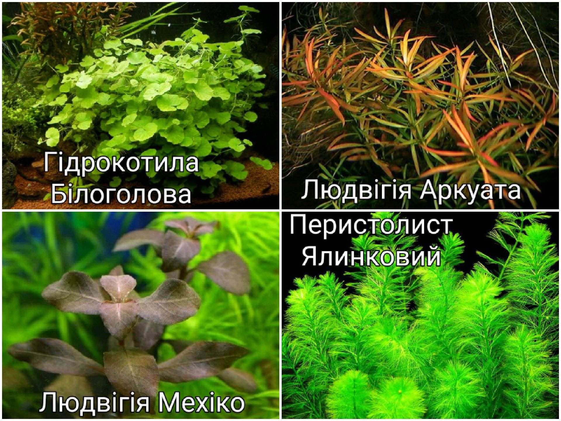 Акваріумні рослини..Дідіплис,Сагіттарія,Ротала,Людвигия та інші.