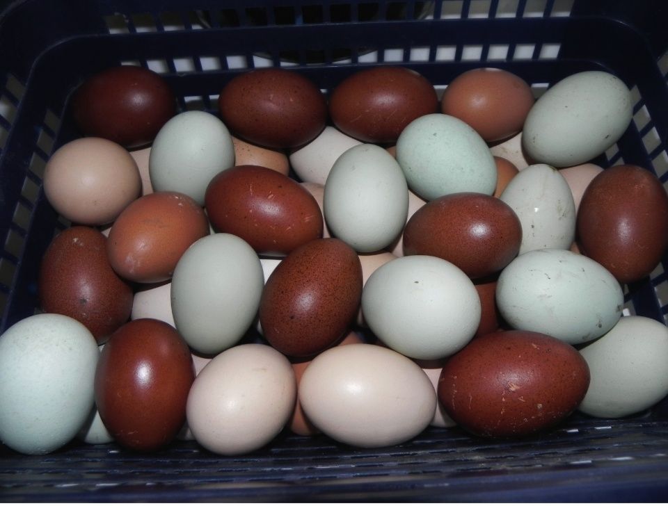 Инкубационное яйцо курочки GS 459 (зелёное яйцо)