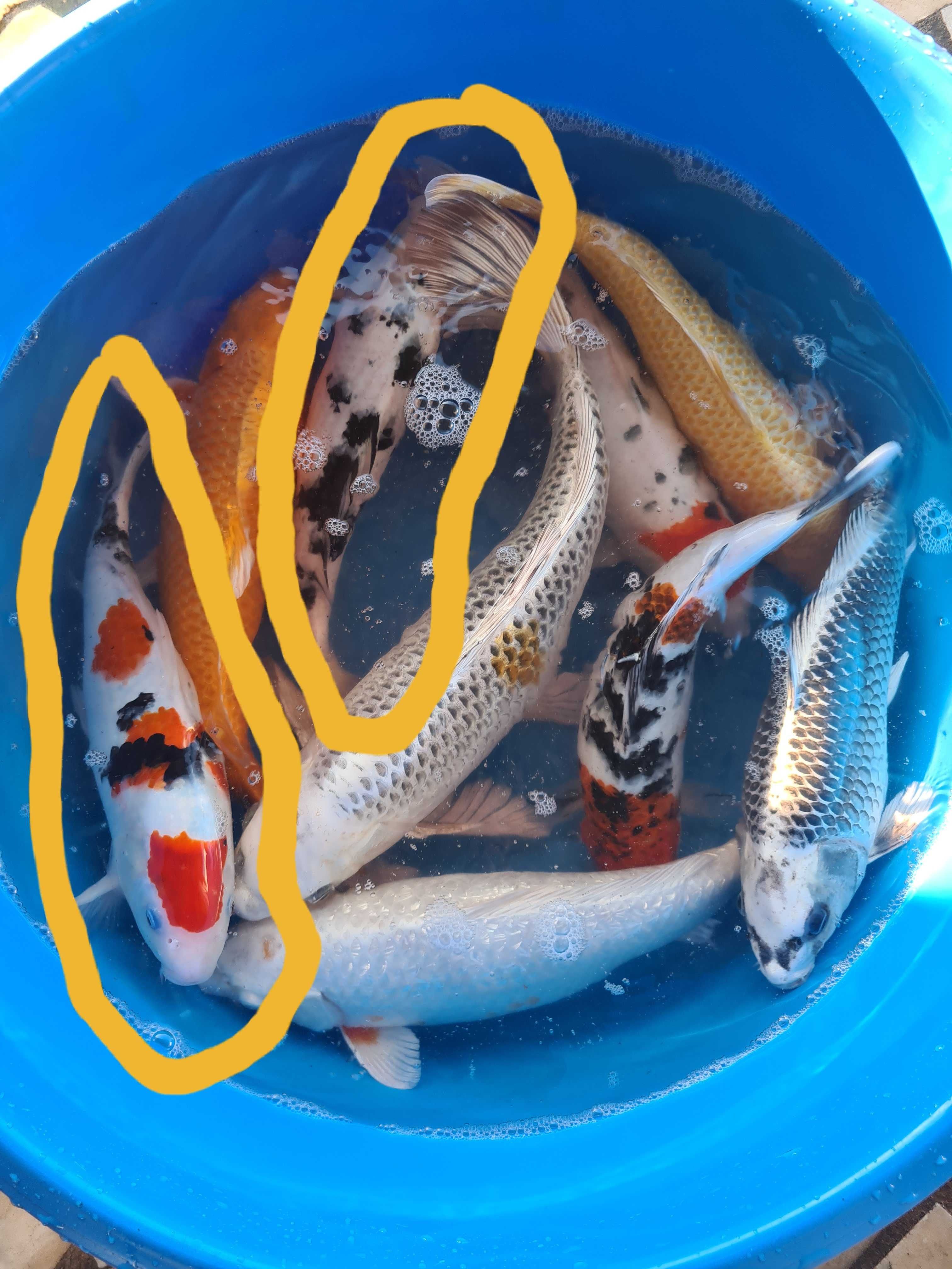 Carpas koi do Japão