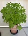 Geranium Anginka