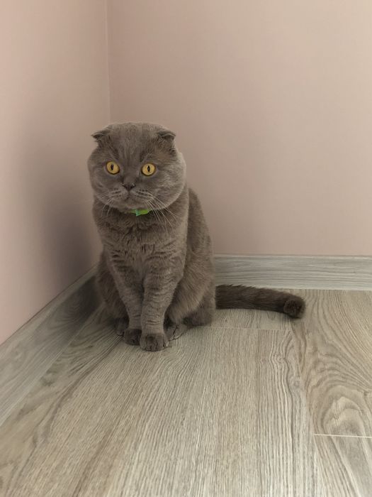 Вʼязка, шотландський висловухий кіт