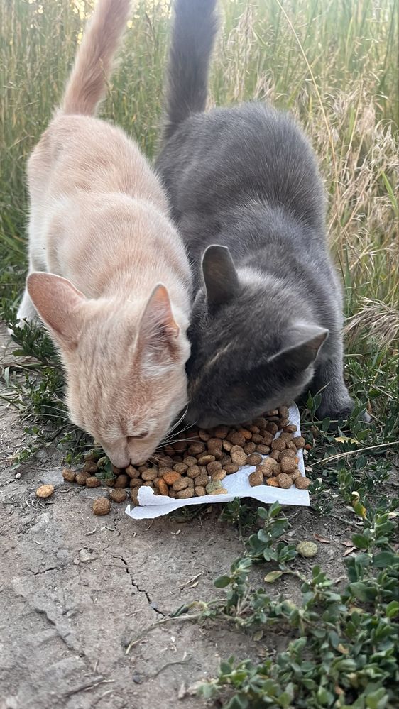 СРОЧНО, котята ищут дом