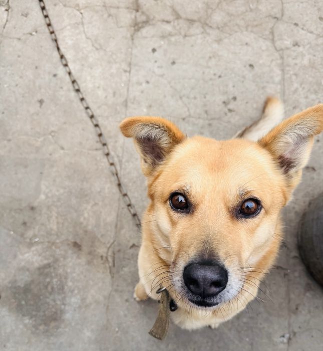 Отдам собаку в добрые руки