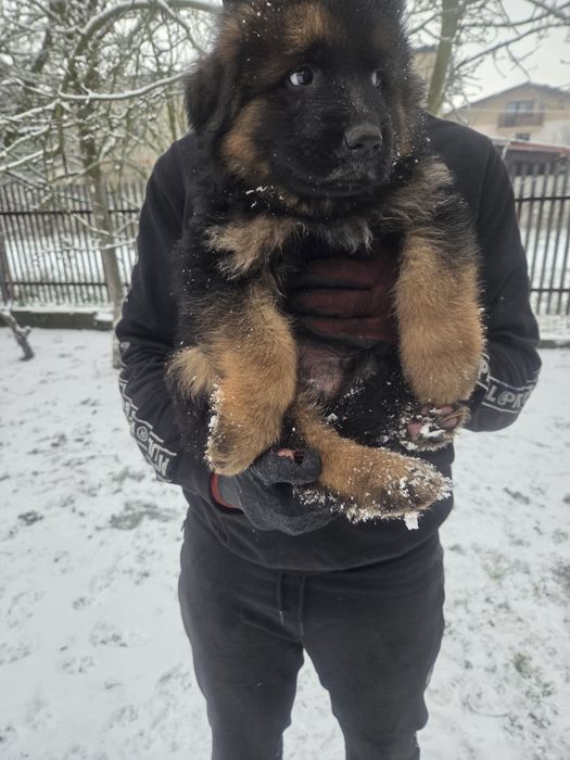 Owczarek niemiecki długowłosy