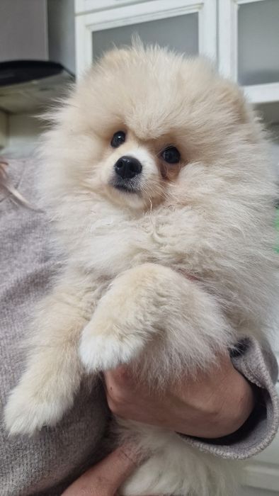 Померанський шпіц хлопчик