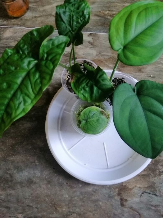 Сингониум крупнолистные набор. Австралия, чиапенс, ледяное сердце.