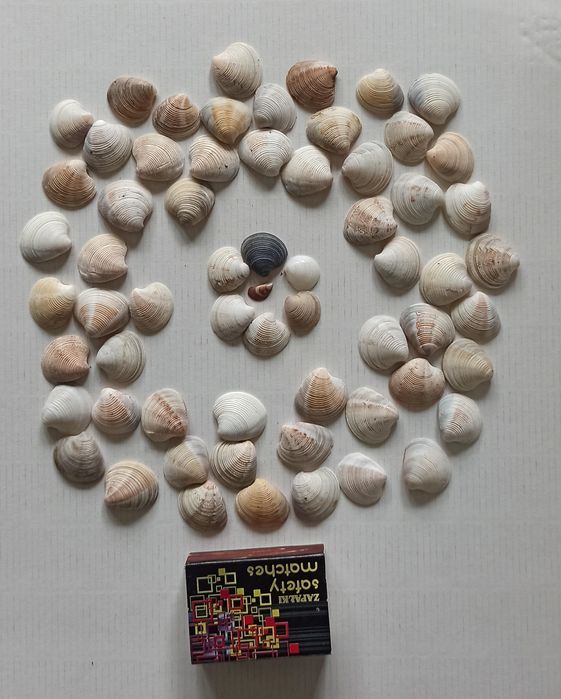 Muszle naturalne 52g 2,2x2,0cm