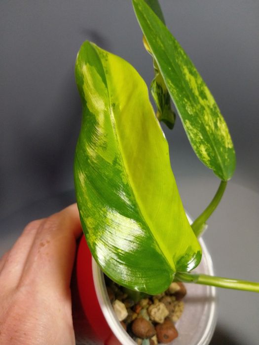 Philodendron Domesticum Variegata