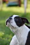 Boston terrier + bogata wyprawka