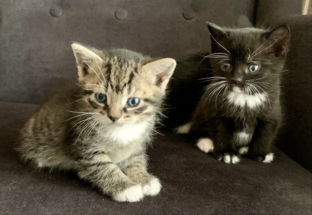 Trzy niebieskookie kocurki, na kolanka, do ciepłego domu z ogrodem.