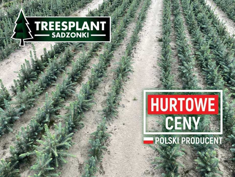 Świerk Srebrny "Royal Blue"  choinki / jodła kaukaska  omorica NOWOŚĆ!