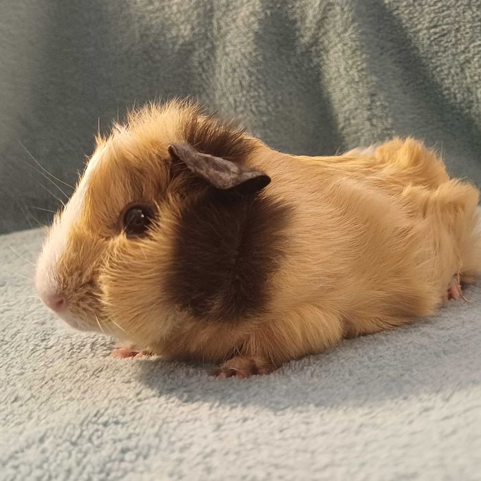 Sprzedam młode świnki morskie