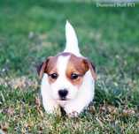 super piesek Jack Russell Terrier gotowy do zmiany domu rodowód ZKwP