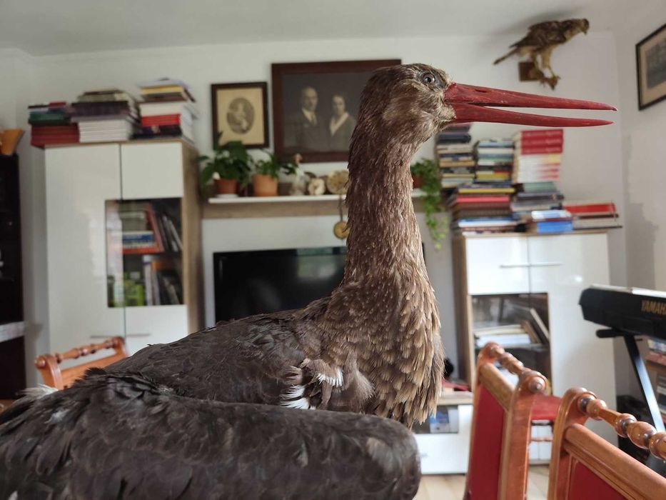 Bocian czarny spreparowany wypchany Twórcy ludowi T. Oleś J. Chrobak