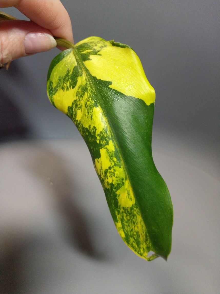 Philodendron Domesicum Variegata