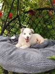 Border Collie / blue merle/ ZKwP piesek