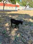 Vendo cabrito anã