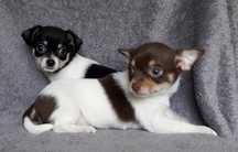 Chihuahua piesek