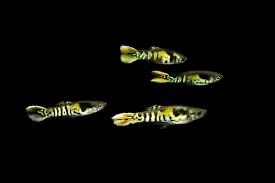 Gupik Endlera Yellow Tiger