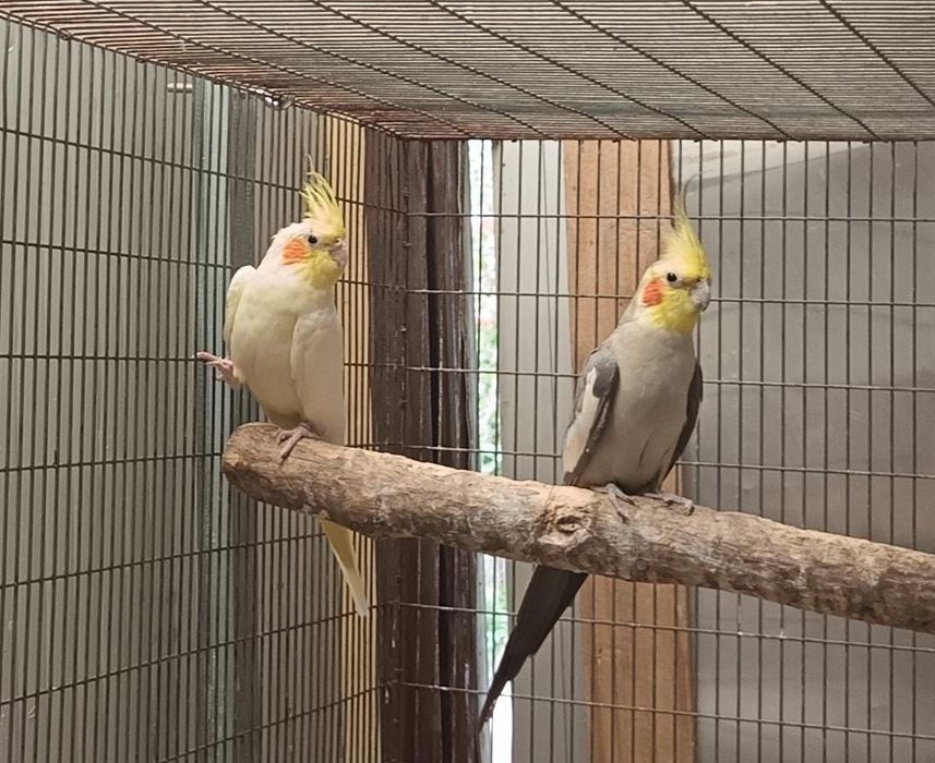 Casal reprodutor Caturras