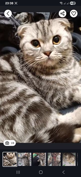 Шотландский веслоухий котенок