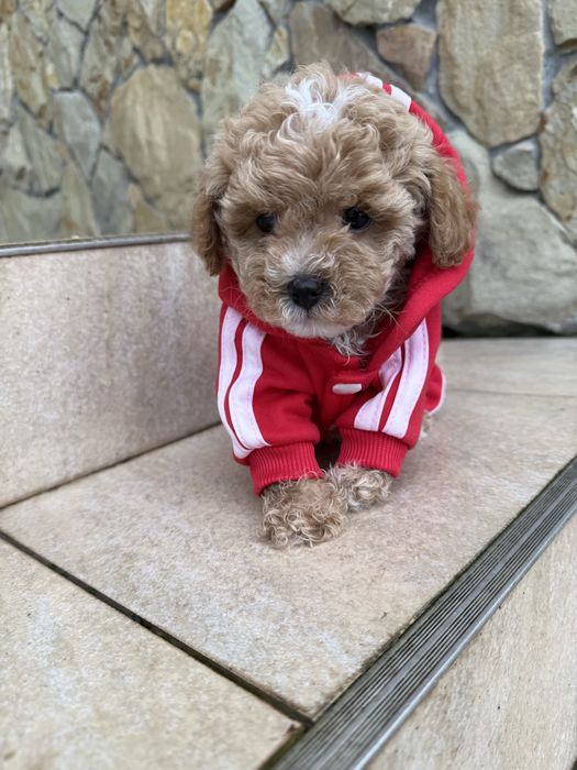 Шикарні милі цуцики мальтипу