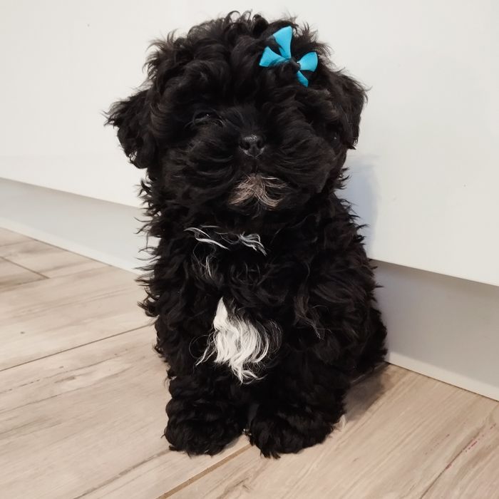 Maltipoo samczyk F1 z Rodowodem