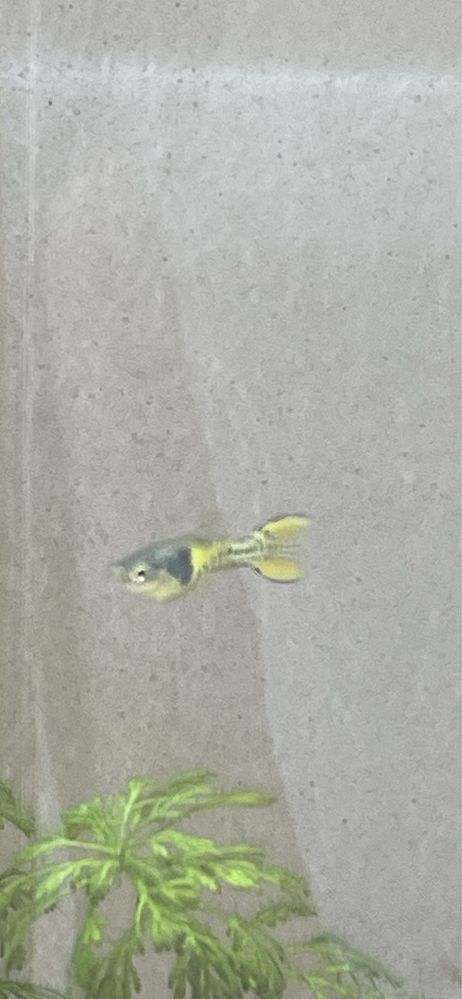 Guppys para venda