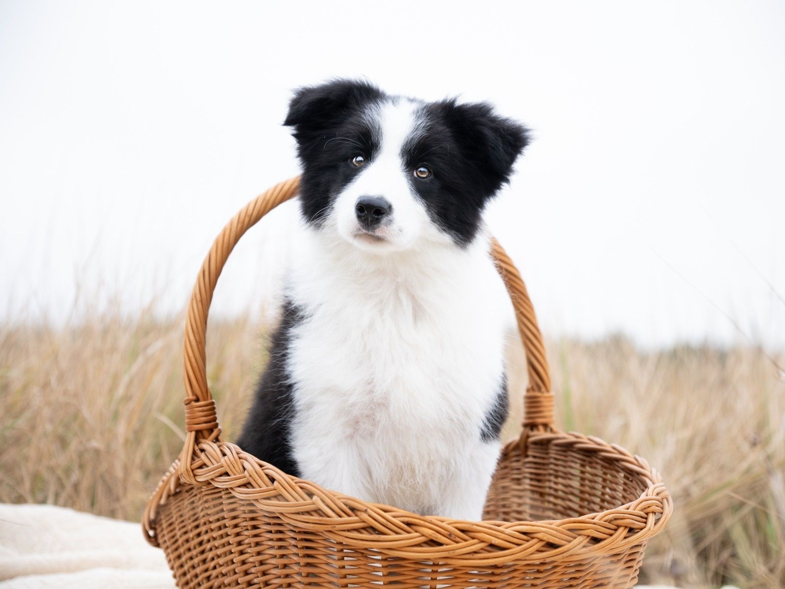 Border Collie piesek FCI ZKwP