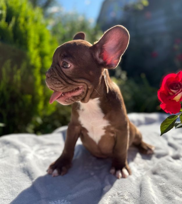 Ваше шоколадное счастье