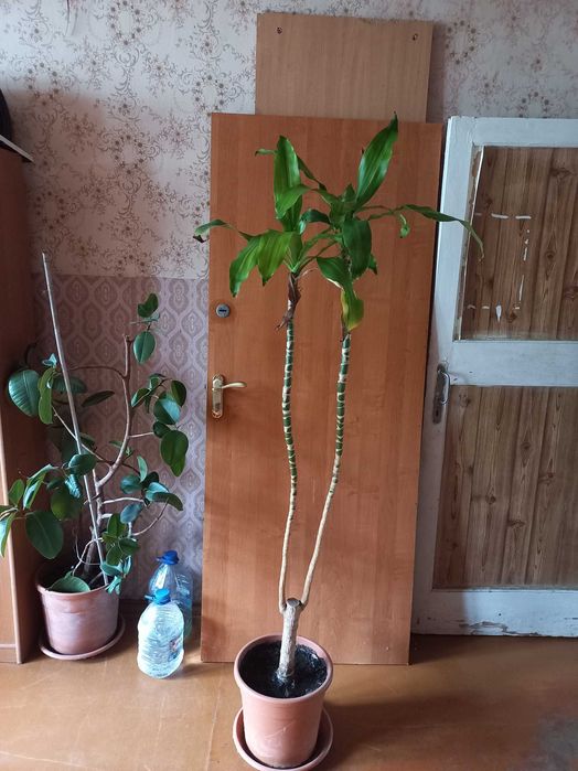 Фікус,  Драцена. Разом 300грн