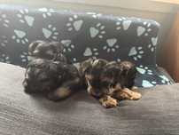 Yorki terrier cztery sliczne pieski