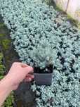 Danica, golden/blue carpet, wiltoni, pacyfic blue, taxus, blue star