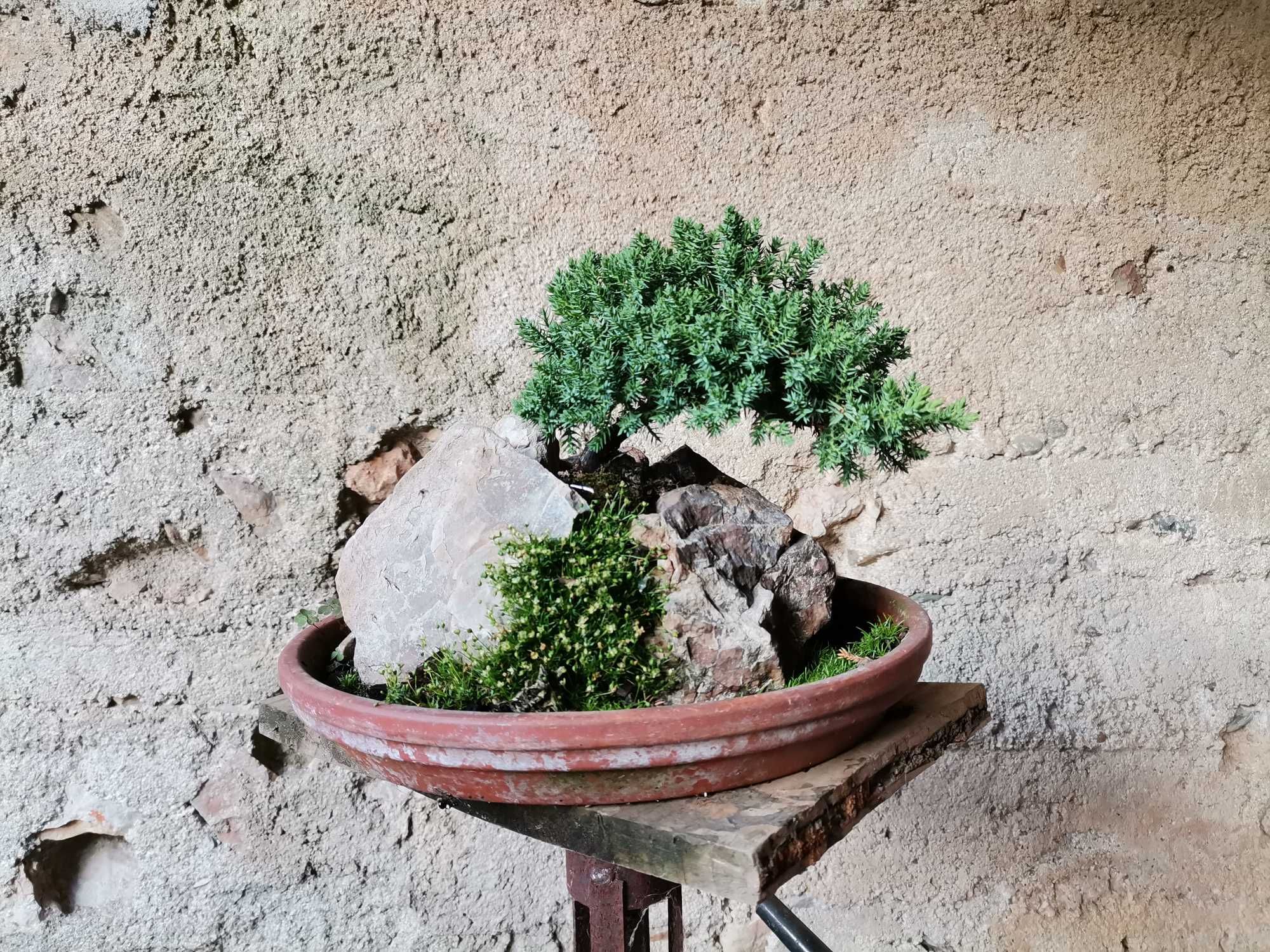 Bonsai em Rochas de "Juniperus P. Nana" - *VENDA URGENTE (DESOCUPAR)*