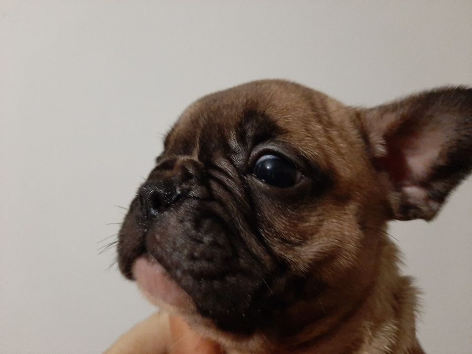 Buldog Francês blue&fawn