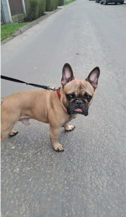 Sześcioletni Guffi - buldog francuski szuka domu